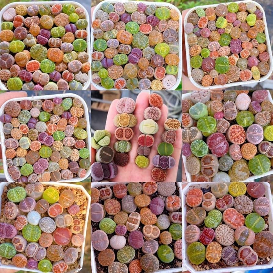 Amazon.co.jp: DT3 リトープス カラフル100苗玉セット かわいい